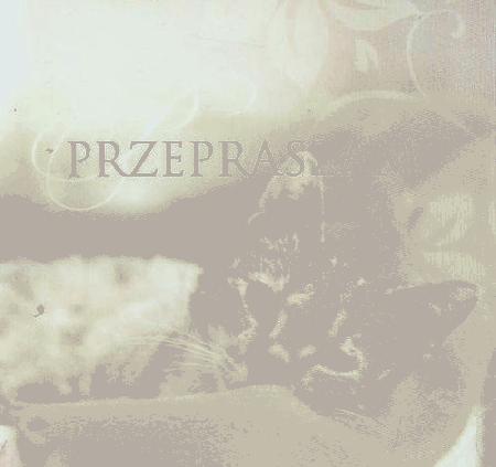 Kotek w koszyku przepraszam